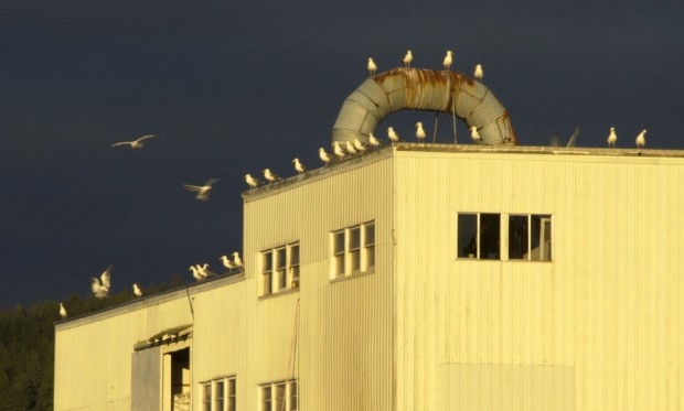 gulls-roost-4132