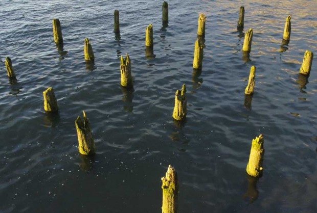 pilings-4153